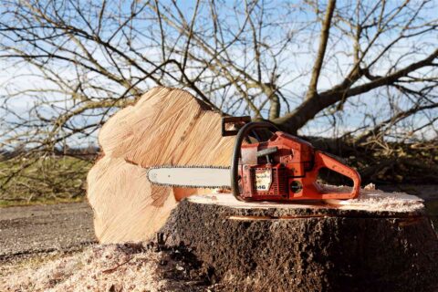 Tree Felling Surrey