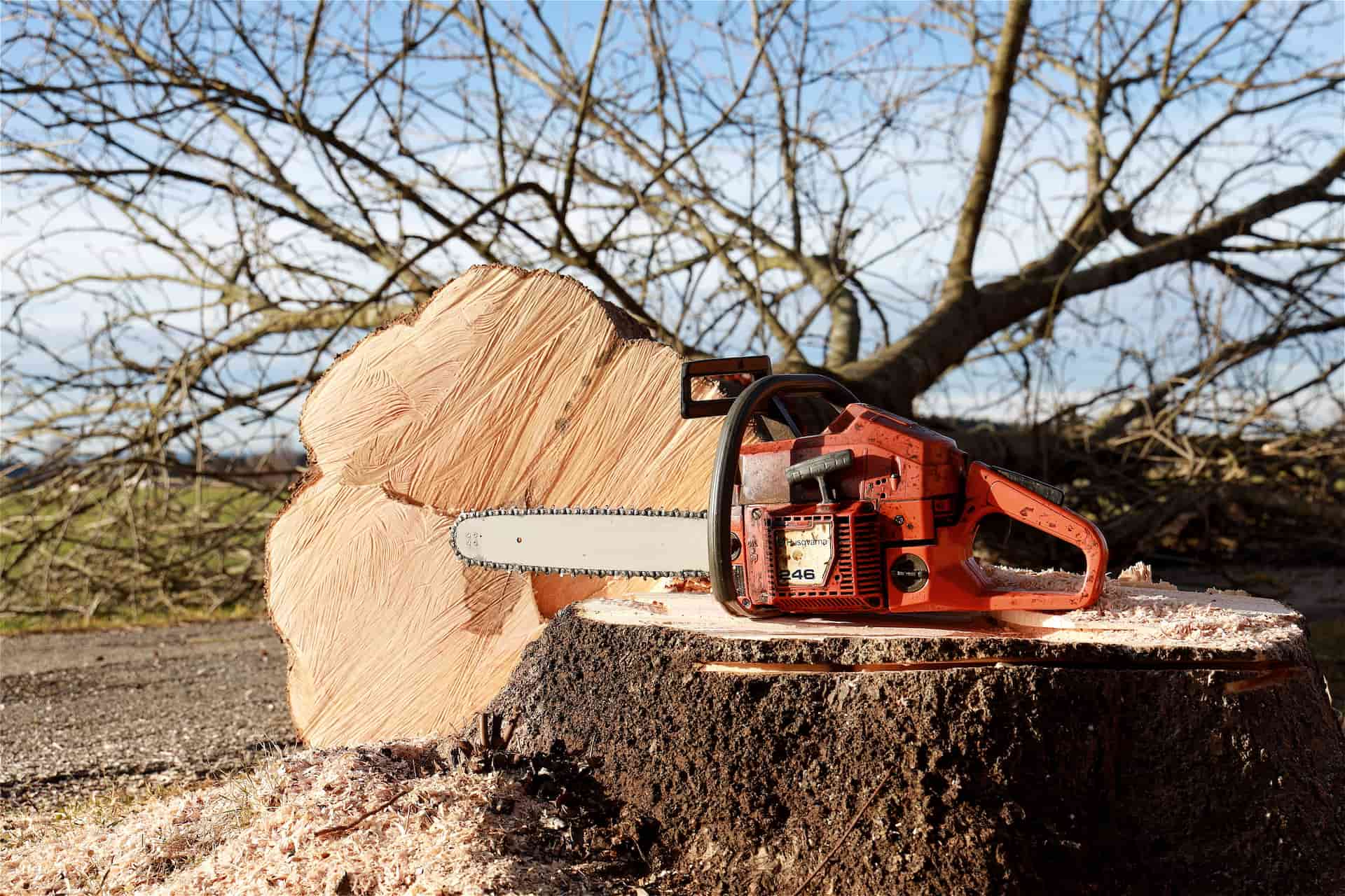 Tree felling experts Surrey